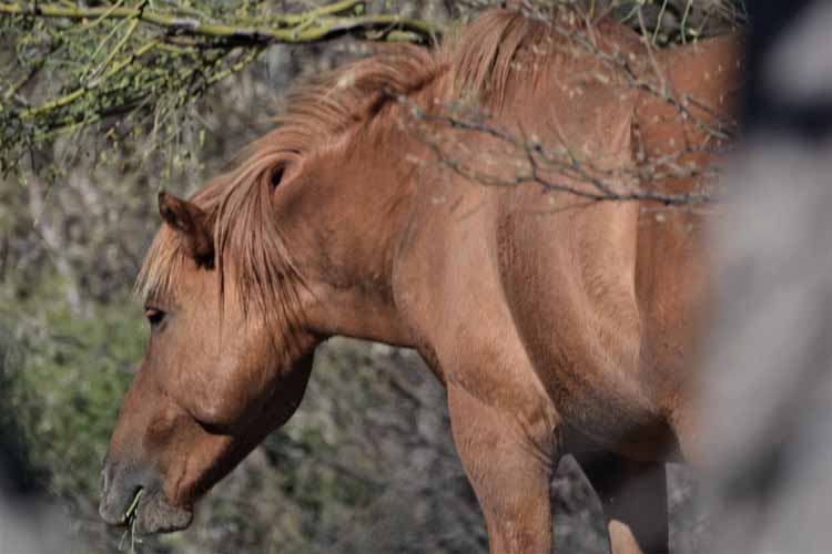 horses